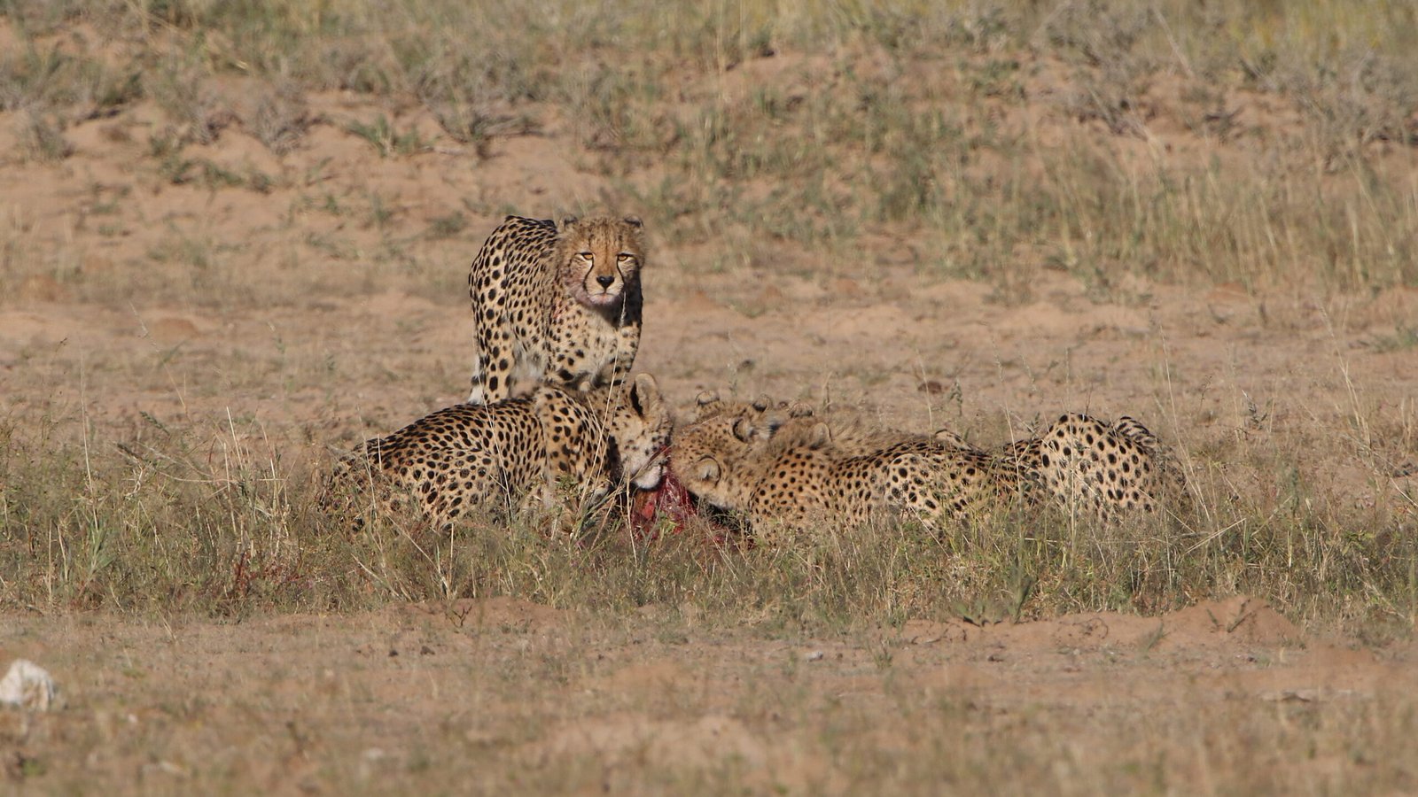 The Thrill of the Kill (image credits: wikimedia)