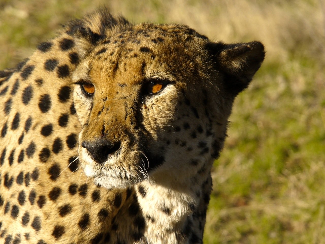 A Future Worth Racing Toward (image credits: wikimedia)