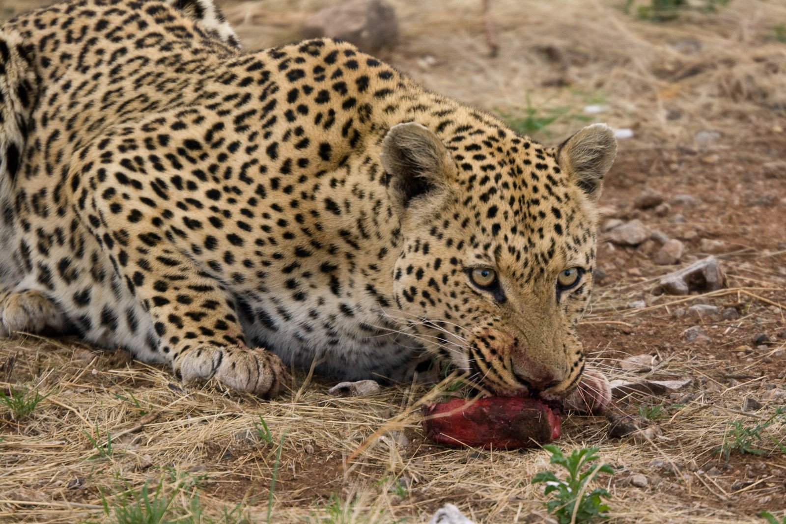 Leopards’ Taste for the Unusual (image credits: wikimedia)