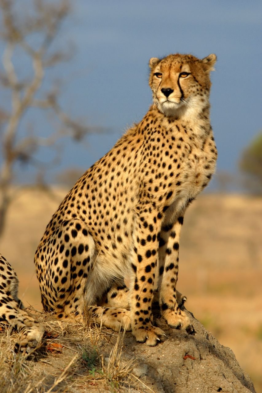 The Cheetah’s Unsolved Family Tree (image credits: wikimedia)