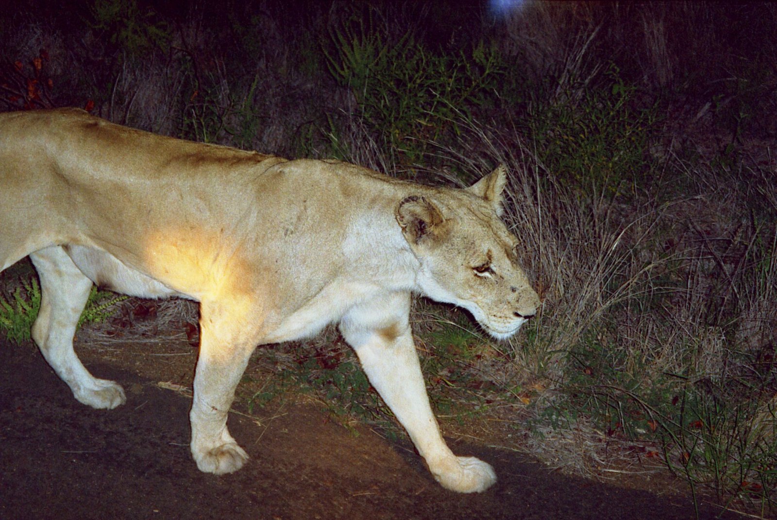 7. Lionesses Reclaim the Night in Mozambique (image credits: wikimedia)