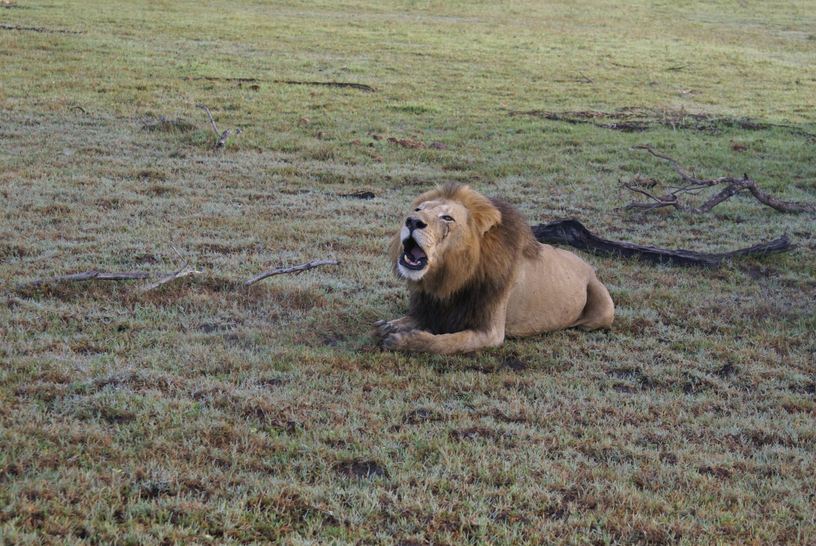 Lion Prides Have Unique “Voices” (image credits: wikimedia)