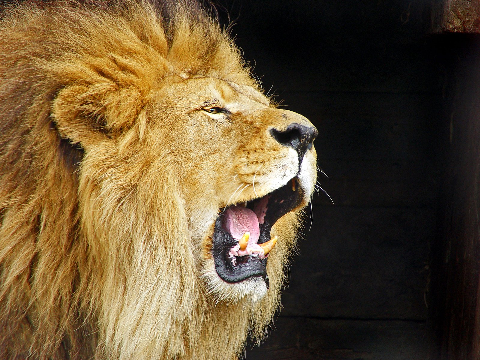 Lions Have Fewer Teeth Than You Think (image credits: wikimedia)