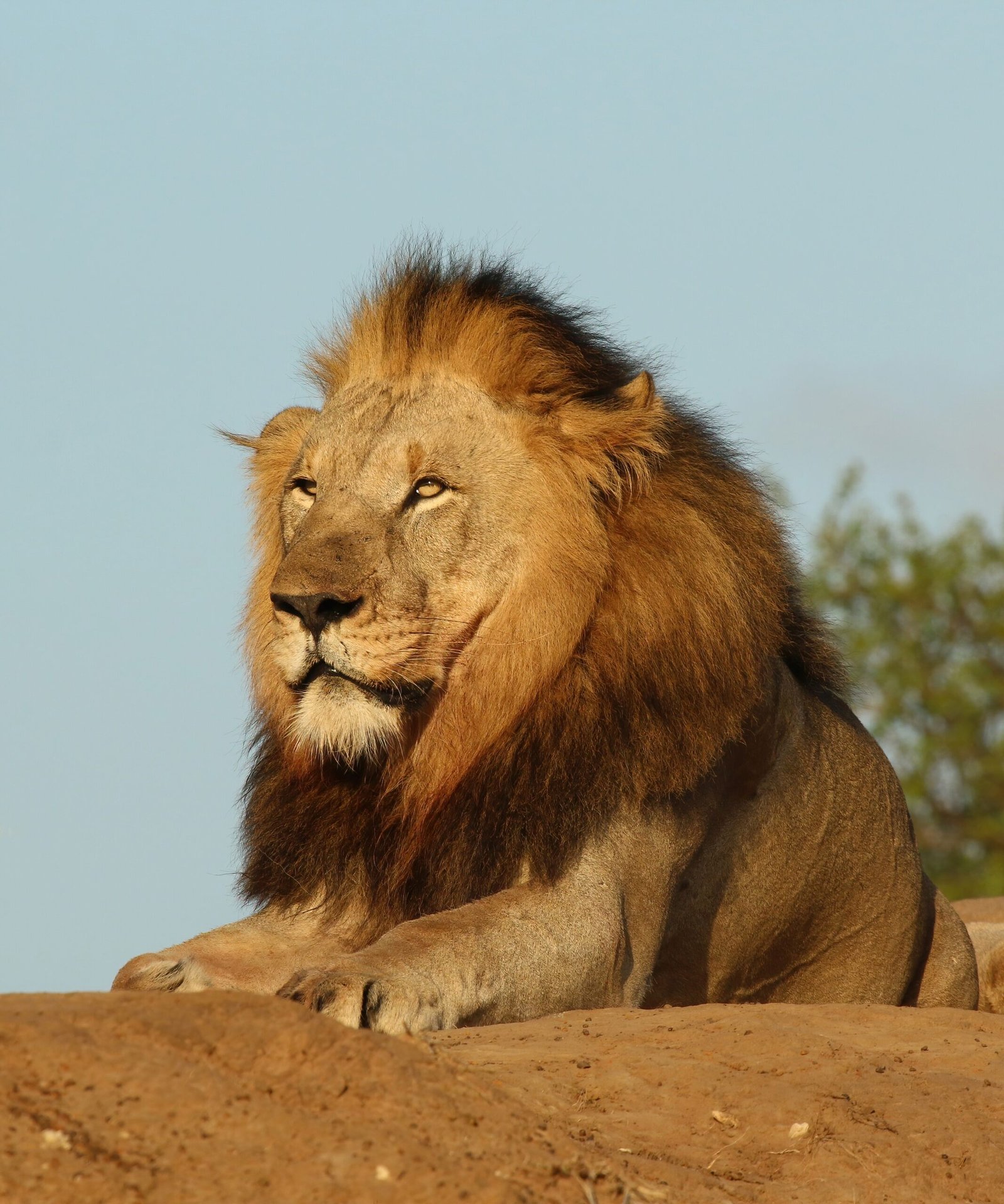 Lions Inspire Myths and Legends Worldwide (image credits: wikimedia)