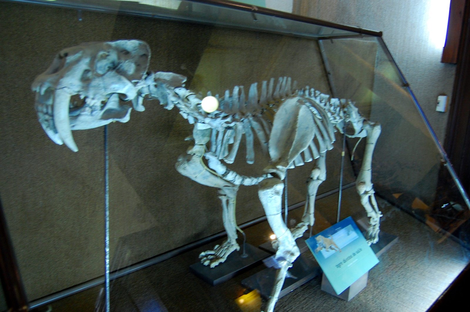 Smilodon populator — The Giant Among Giants (image credits: wikimedia)