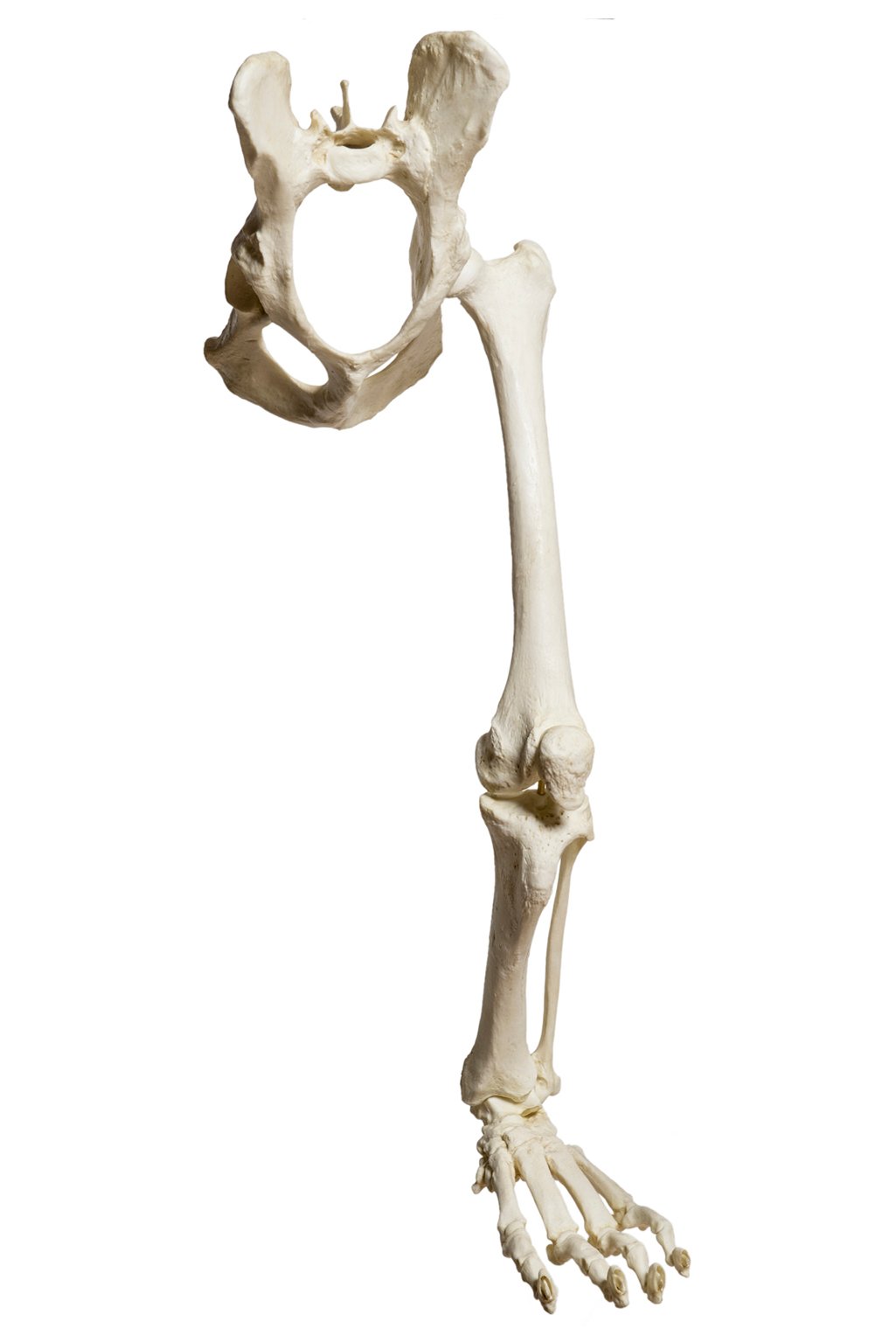 Tail Tales — Short and Sturdy (image credits: wikimedia)