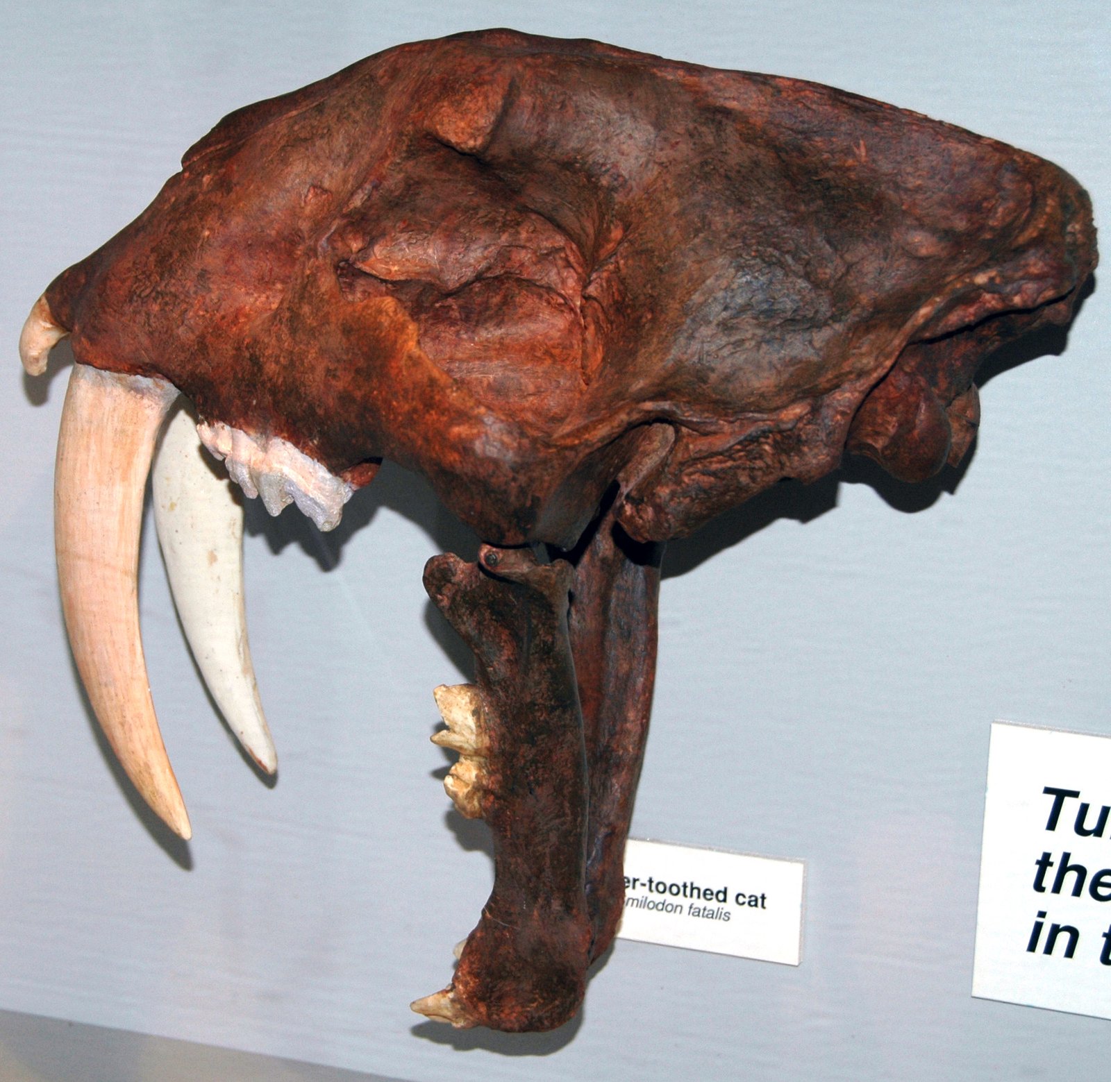 Which Saber-Cat Would You Meet? (image credits: wikimedia)
