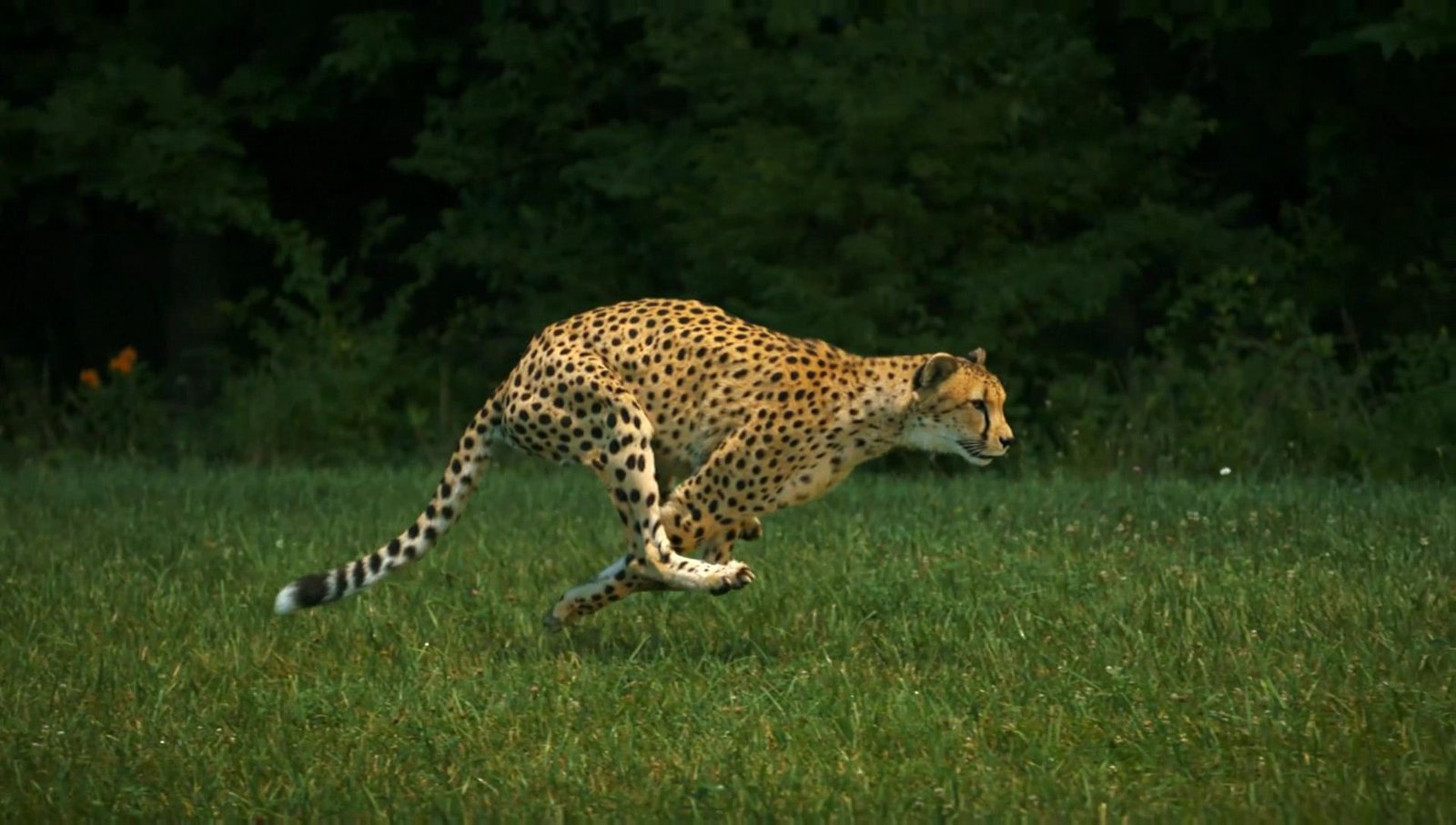 Cheetahs: Speed Demons of Ancient Africa (image credits: wikimedia)