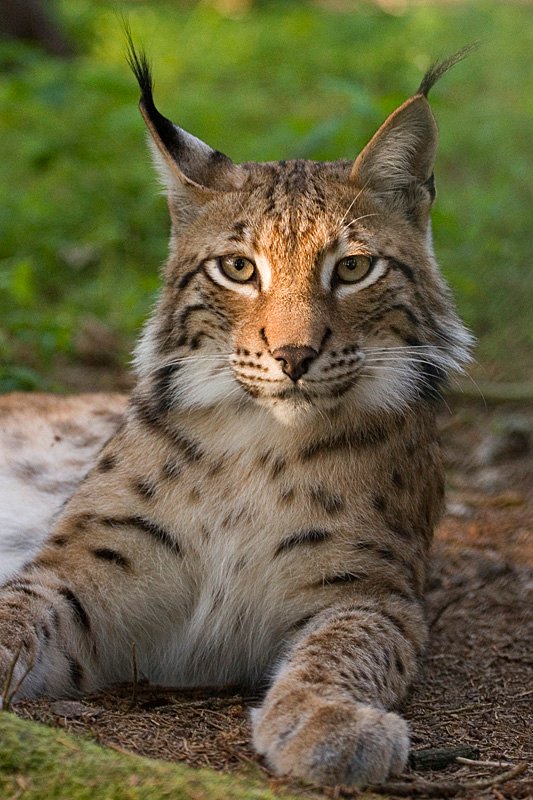Eurasian Lynx: The Whispering Hunters (image credits: wikimedia)