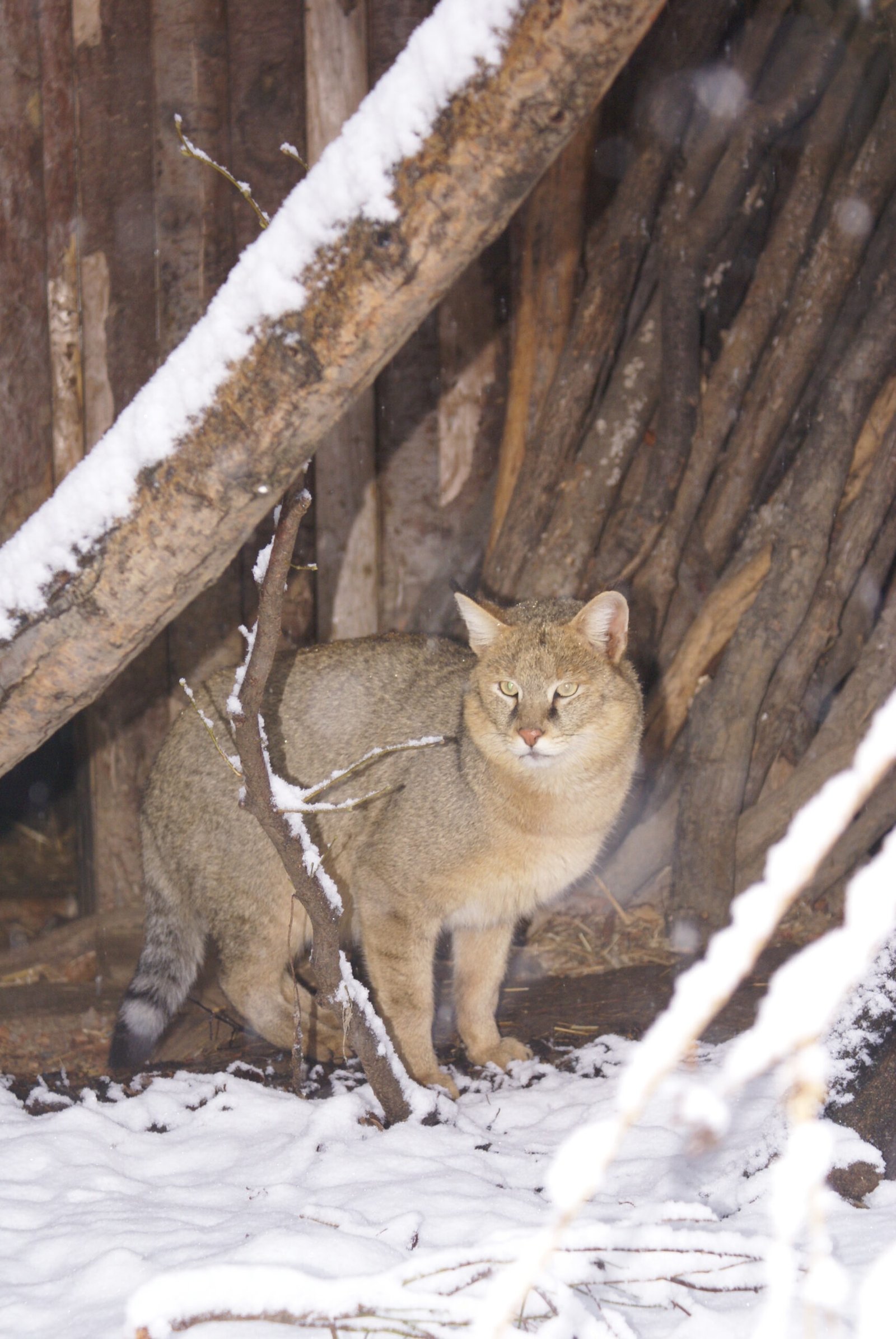 Jungle Cat: The Reed-Bed Ruler (image credits: wikimedia)