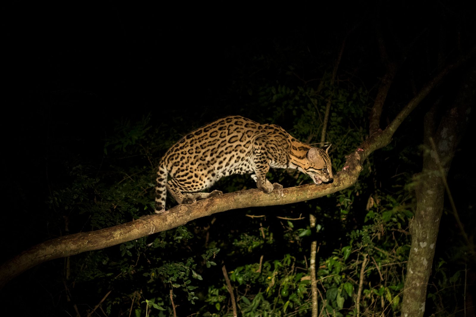 Ocelot: The Spotted Night Stalker (image credits: wikimedia)
