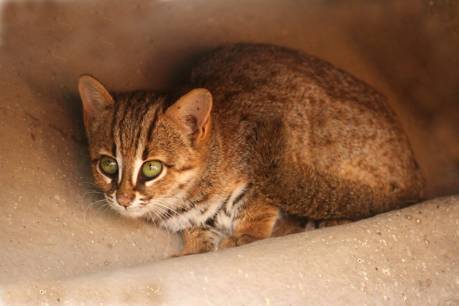 Rusty-Spotted Cat: The World’s Smallest Wildcat (image credits: wikimedia)