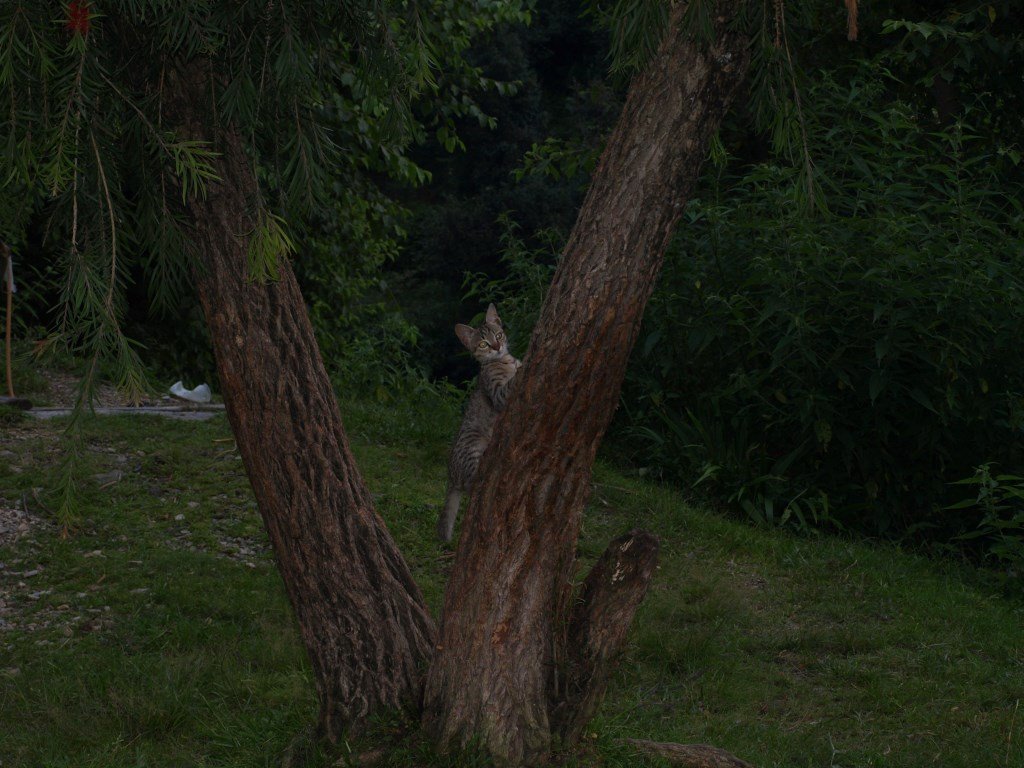 22. The Ultimate Tree-Climber (image credits: wikimedia)