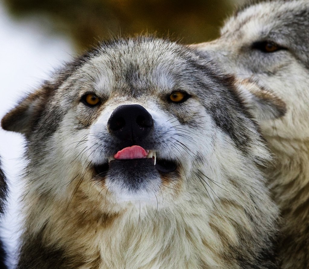 The Hunger Factor (image credits: flickr)