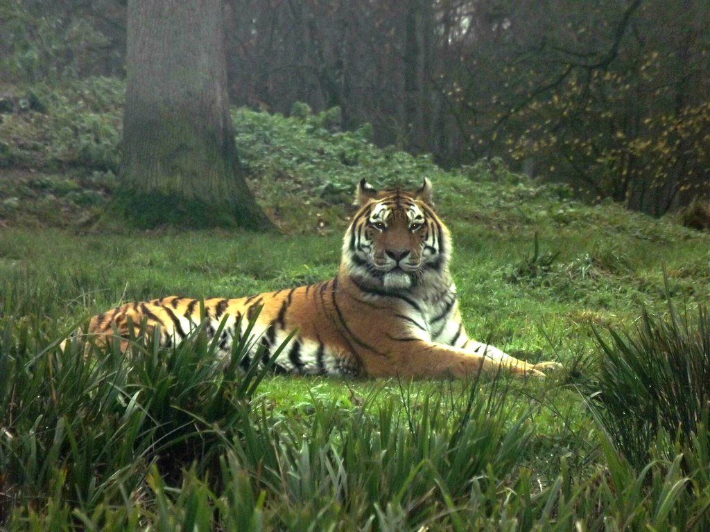 Tigers: The Solitary Supremes (image credits: flickr)