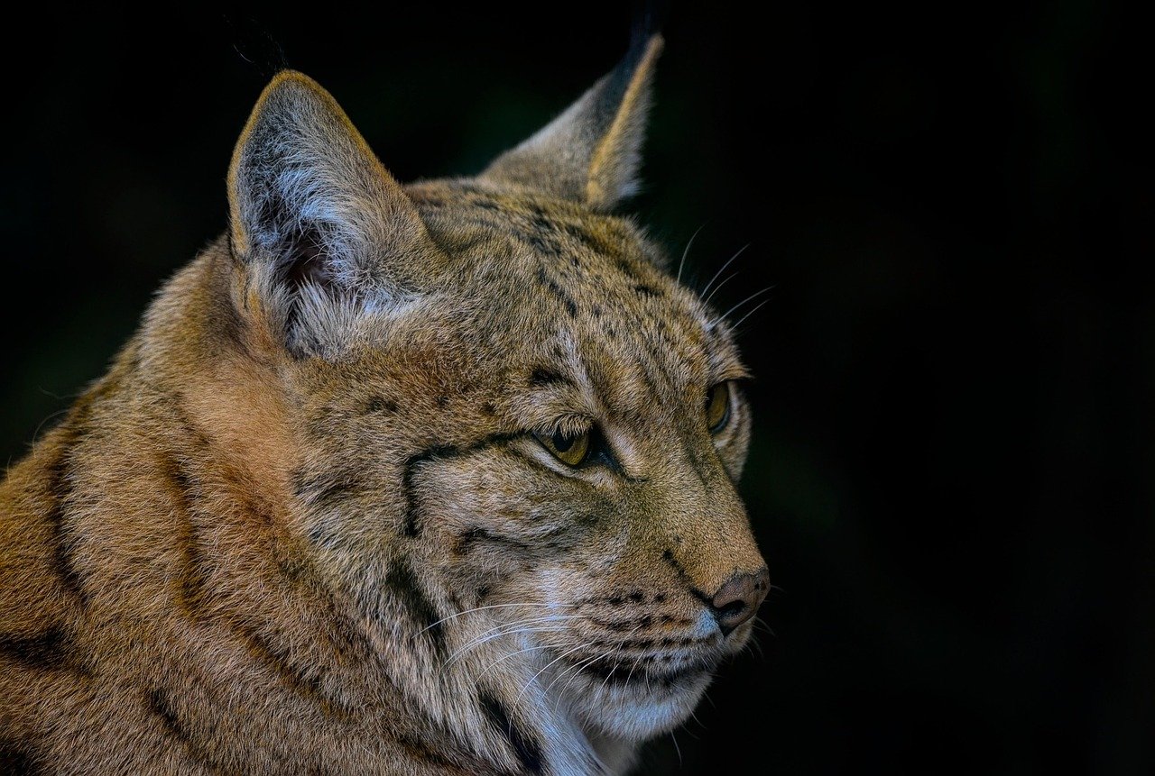 The Eurasian Lynx's Hidden Networks (image credits: pixabay)