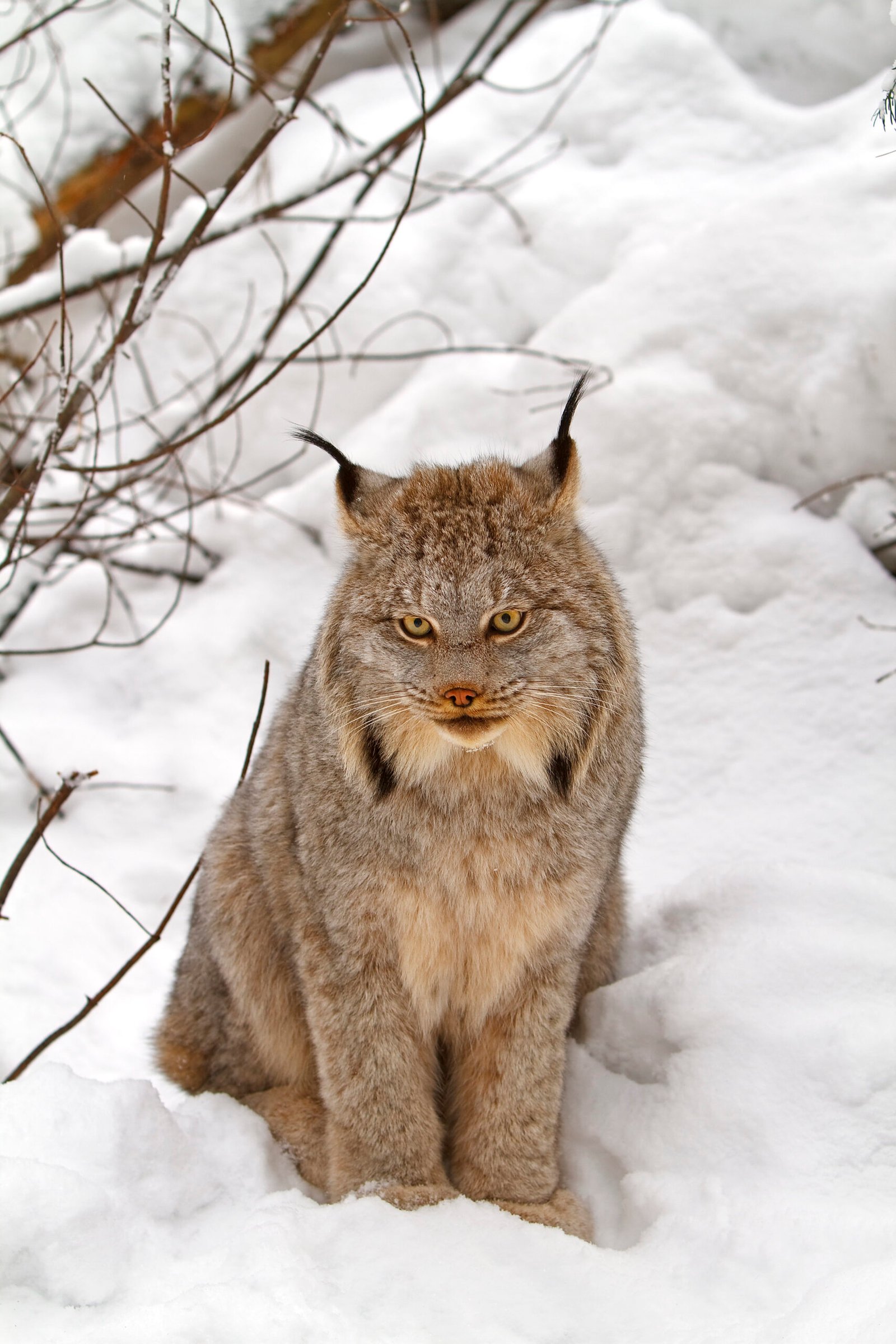 Canadian Lynx: Survival Through Spacing (image credits: wikimedia)