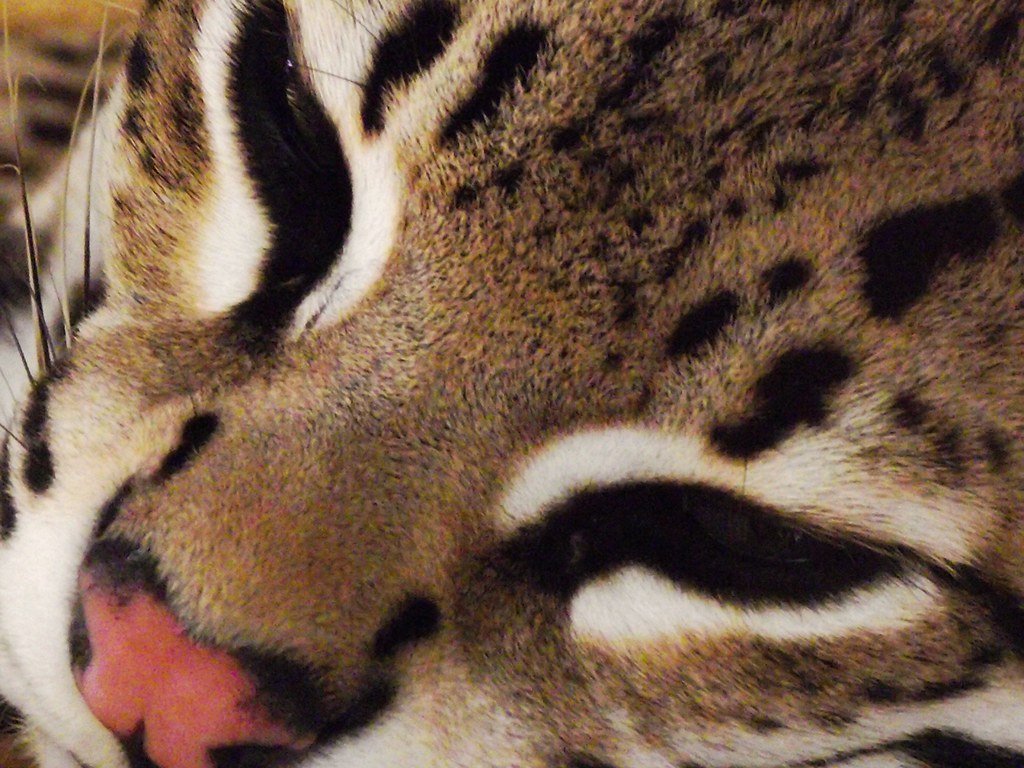 The Ocelot's Selective Sociability (image credits: flickr)