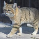 The Role of Solitude in the Social Lives of Big Cats