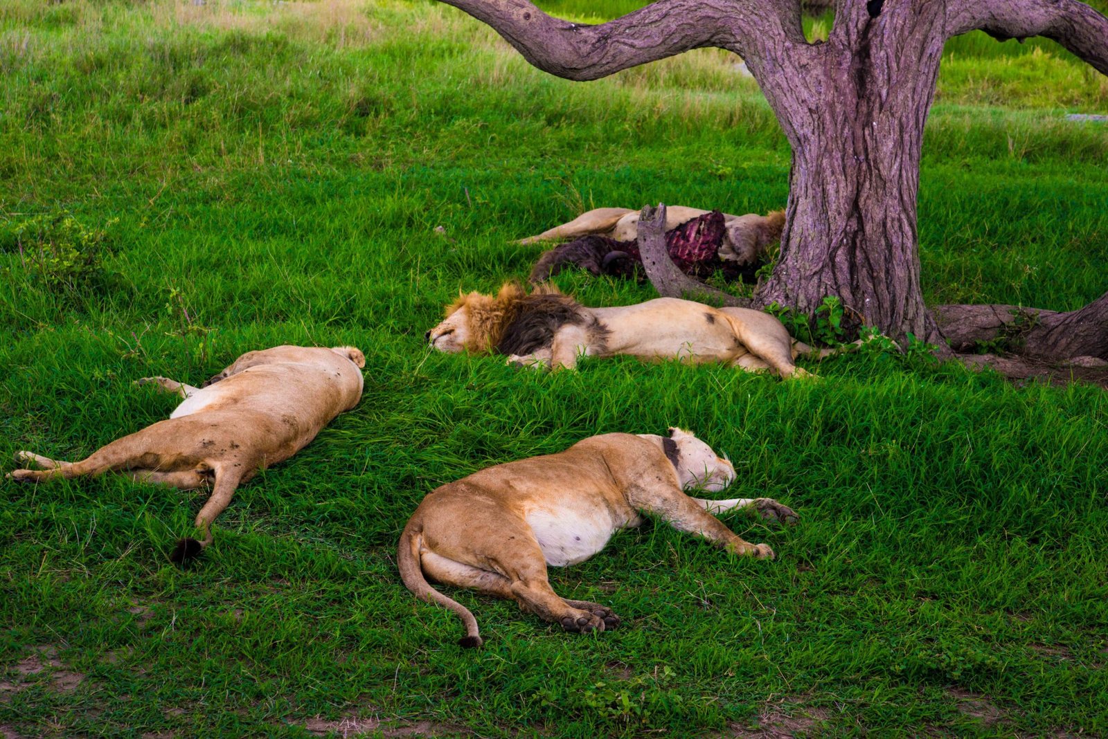 Coordinating with the Pride (image credits: wikimedia)
