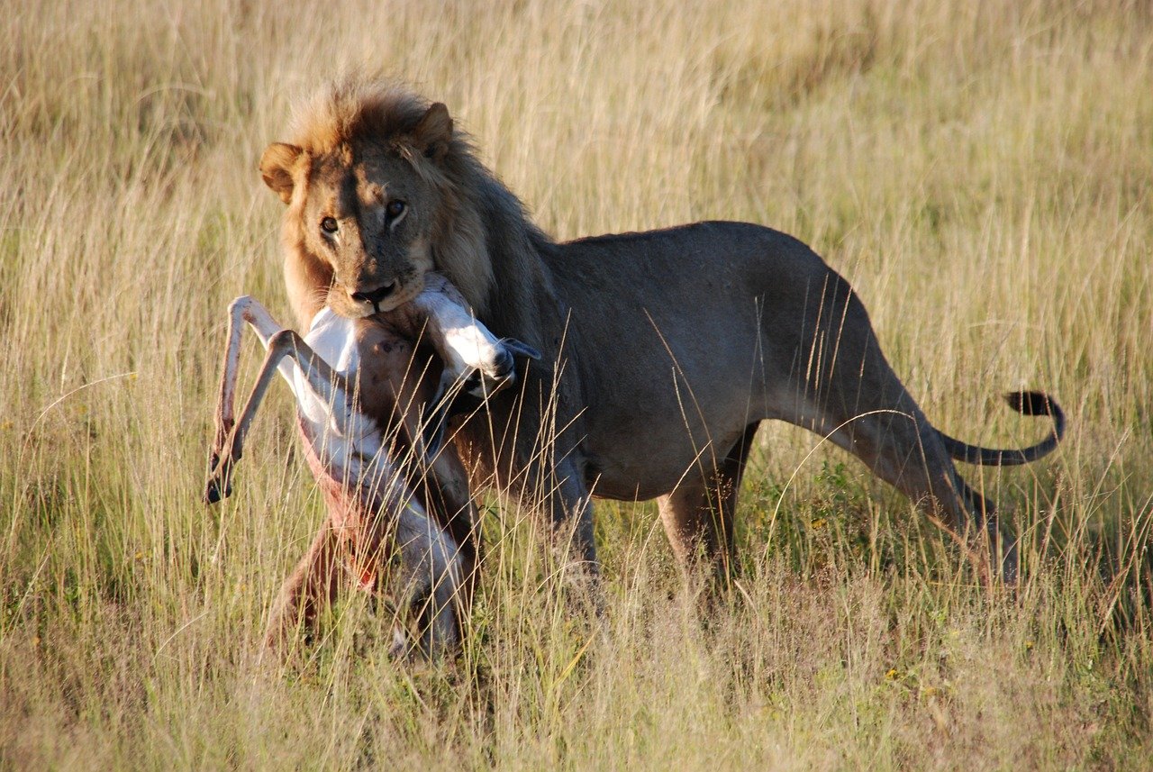 The Hunt's Success Rate (image credits: pixabay)