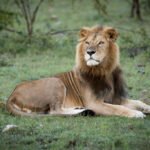 Why Lions Pause Before Attacking — The Split-Second Science of Ambush