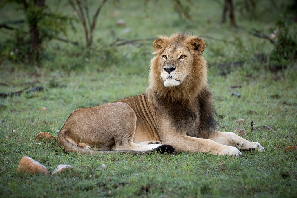 Why Lions Pause Before Attacking — The Split-Second Science of Ambush