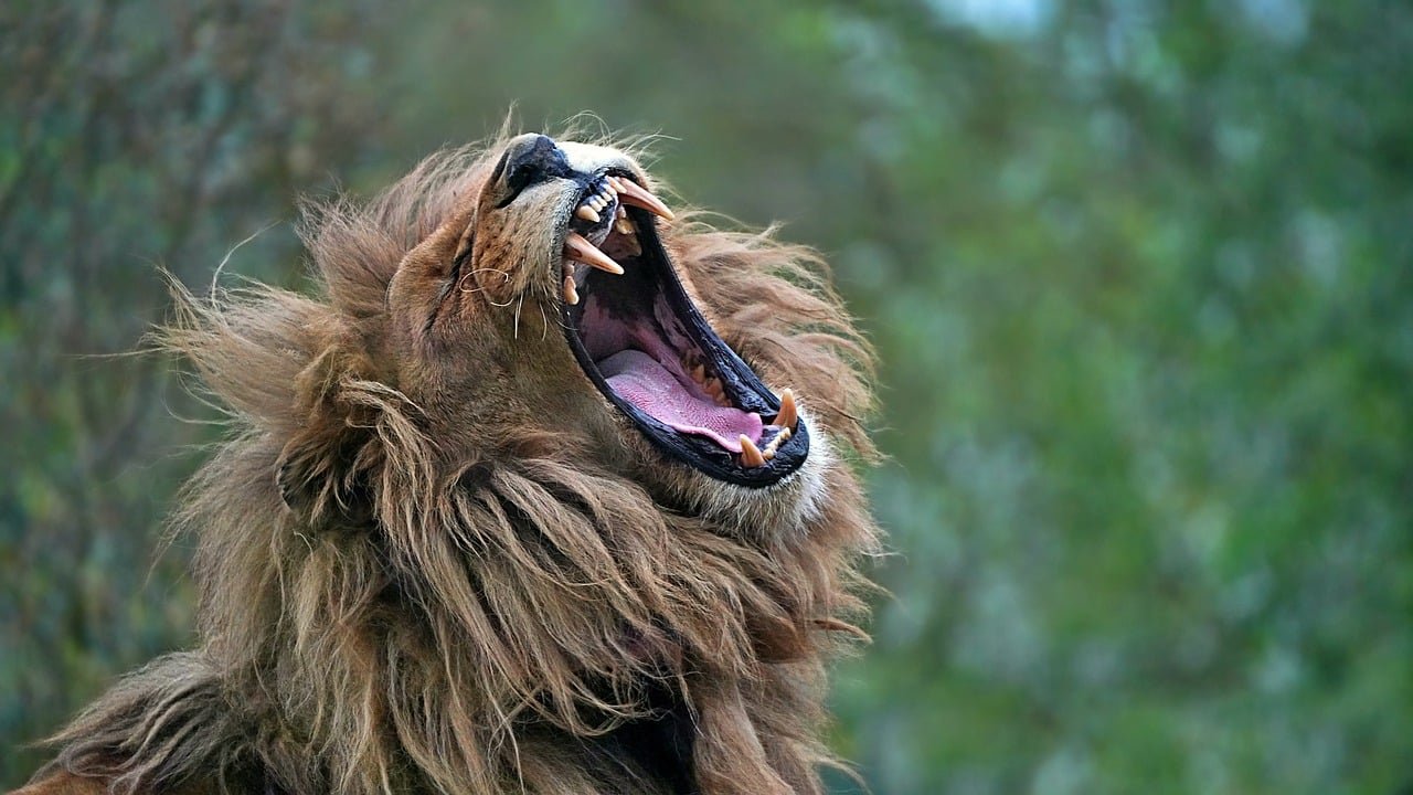 The Power of Instinct (image credits: pixabay)