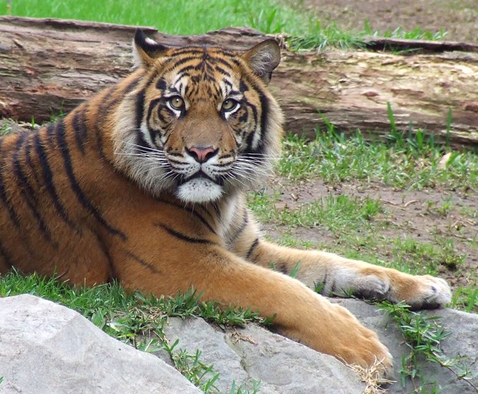 Sumatran Tiger: Island Spirit (image credits: wikimedia)
