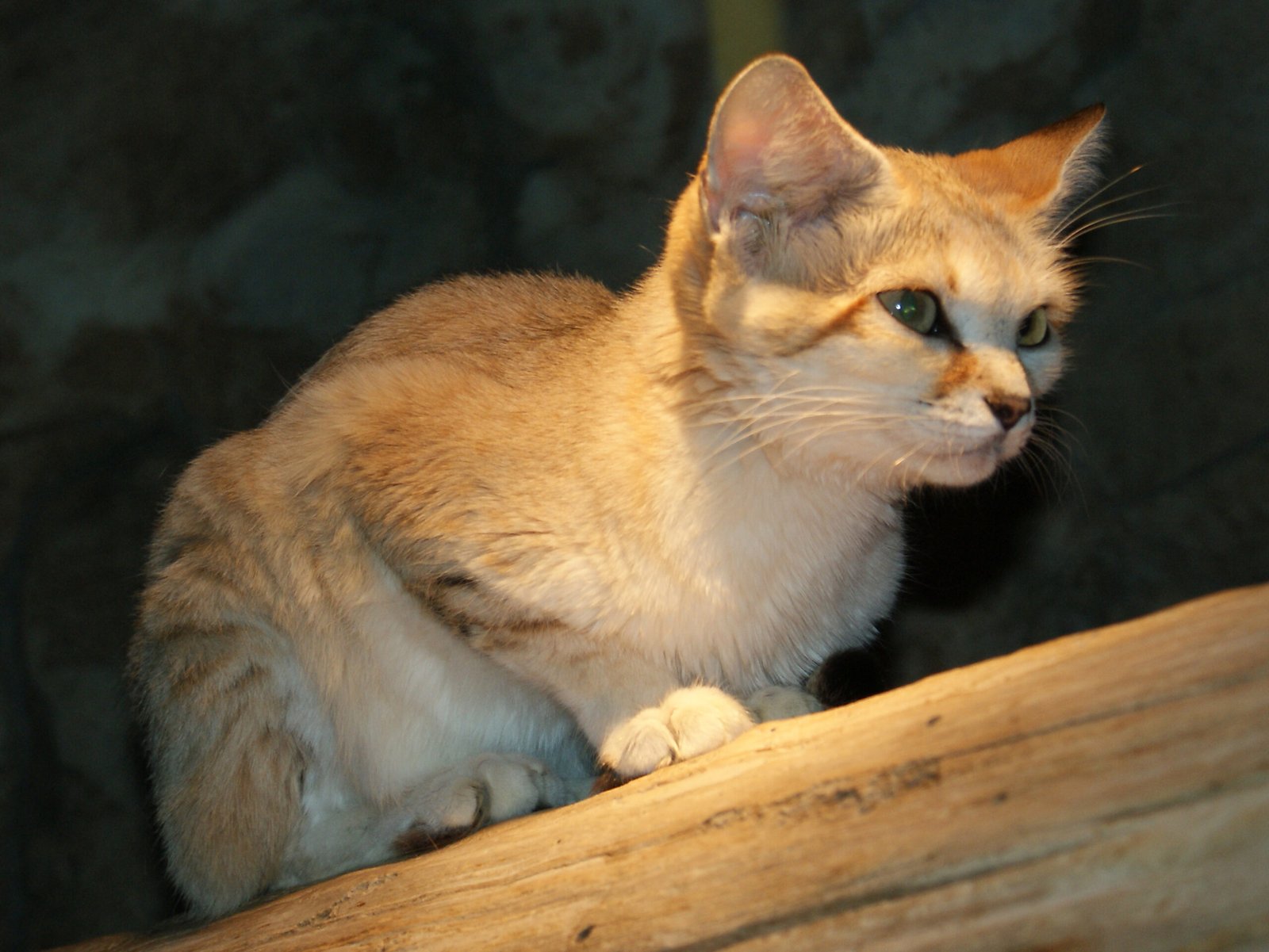 Sand Cat: The Desert’s Hidden Jewel (image credits: wikimedia)