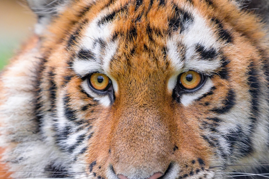 Eyes That Pierce the Gloom (image credits: rawpixel)