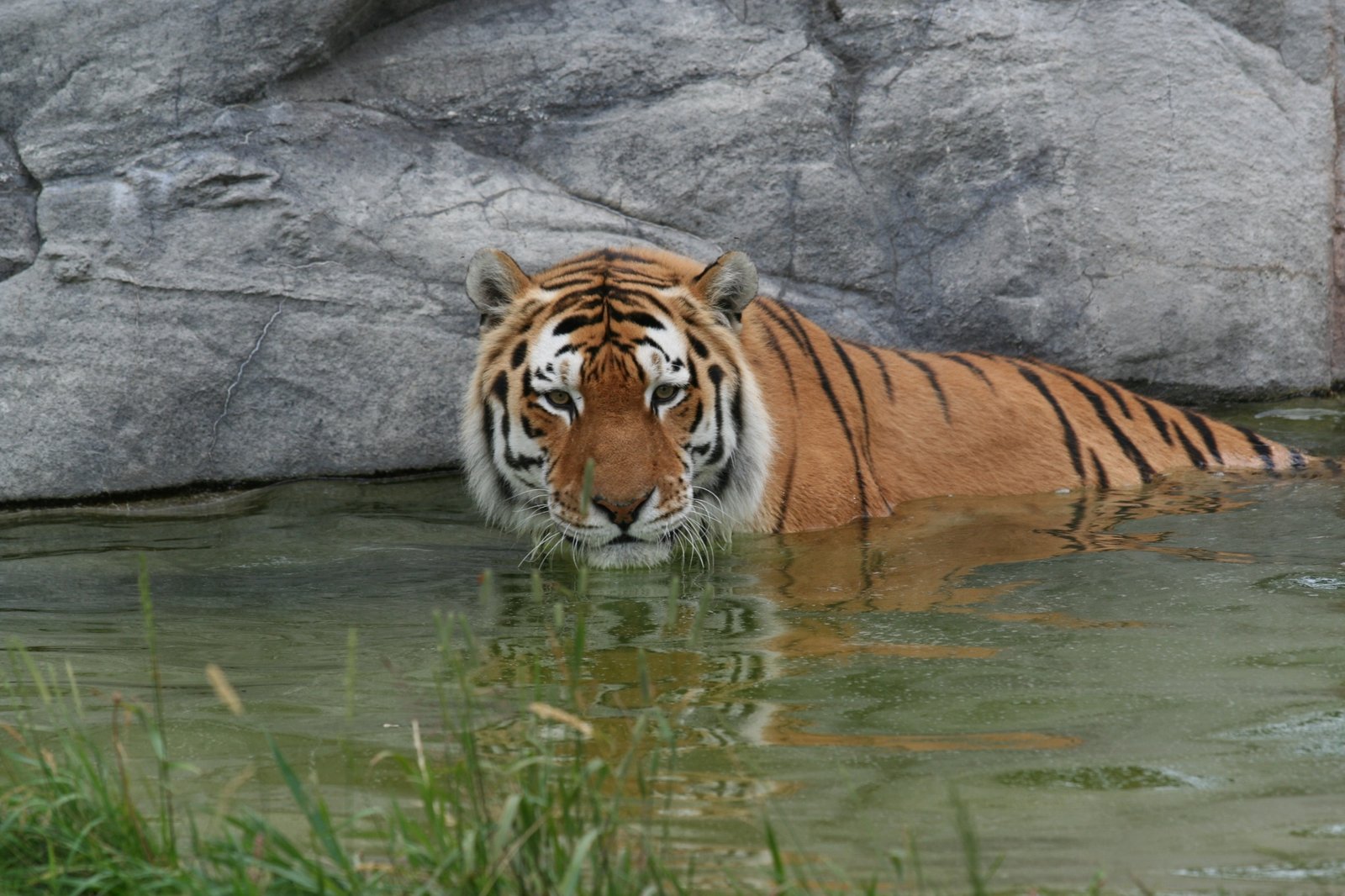 Swimming with Purpose (image credits: wikimedia)