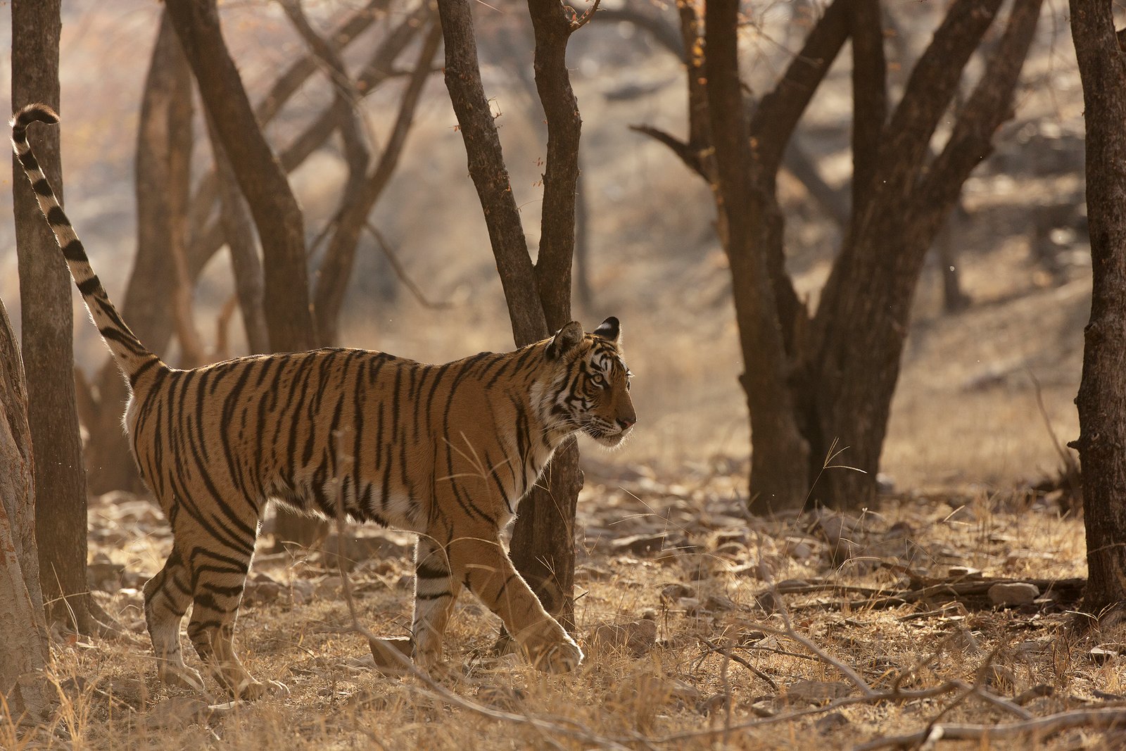 Territory in a Shifting World (image credits: wikimedia)