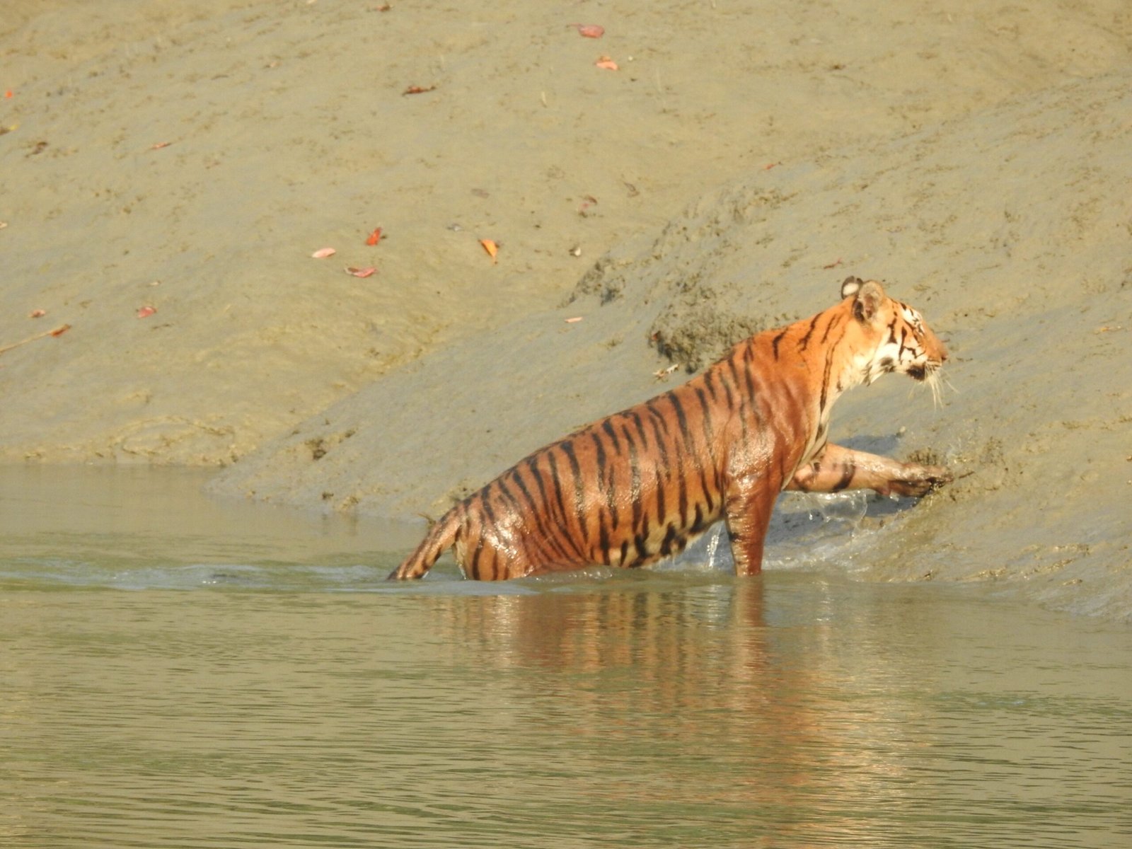 Saltwater Survivors (image credits: wikimedia)
