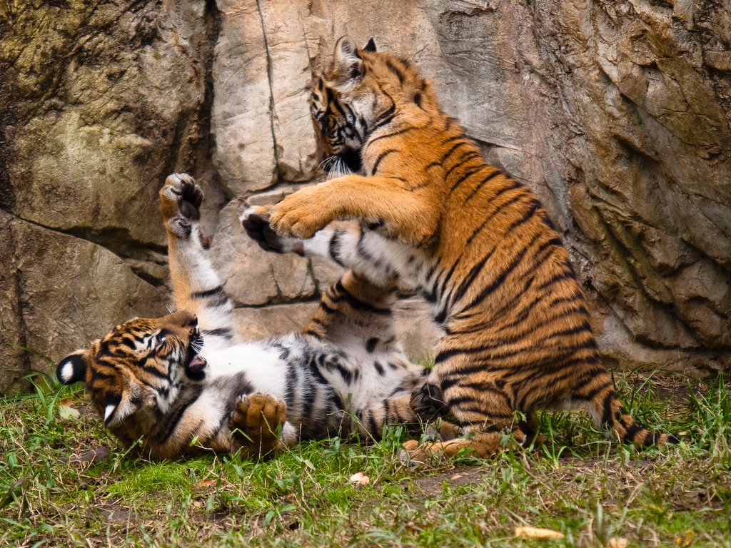 Cubhood Adventures (image credits: wikimedia)