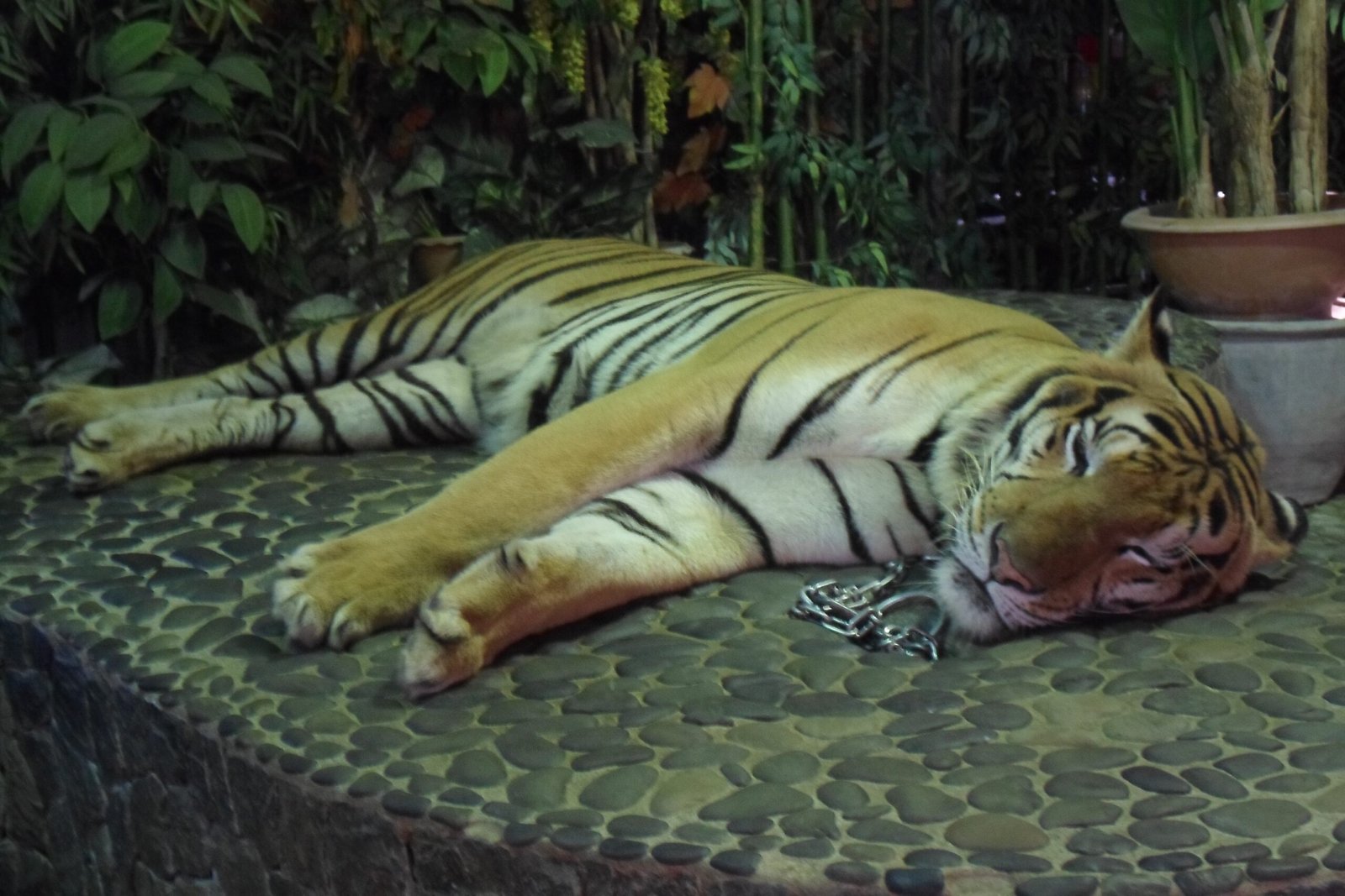 Living with Crocodiles (image credits: wikimedia)