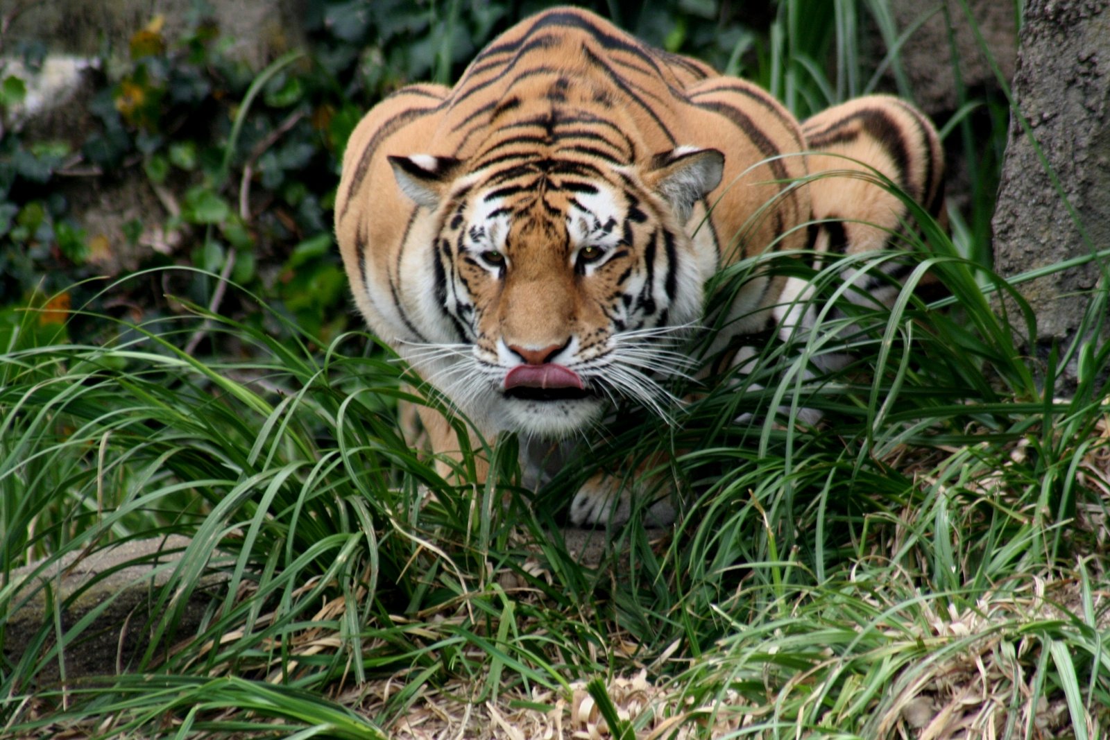 Prey on the Move (image credits: wikimedia)