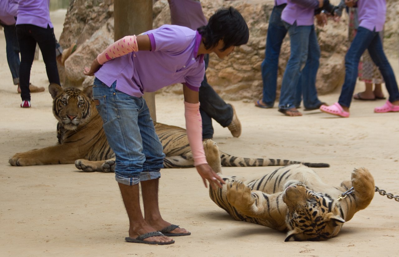 Human-Tiger Encounters (image credits: wikimedia)