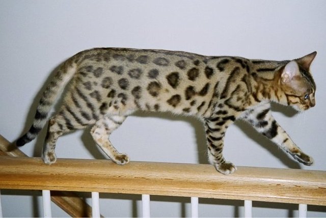 Bengal: The Wild Royal (image credits: wikimedia)