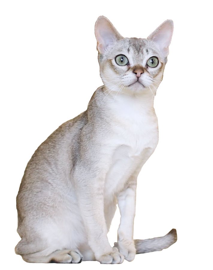 Singapura: The Petite Princess (image credits: wikimedia)