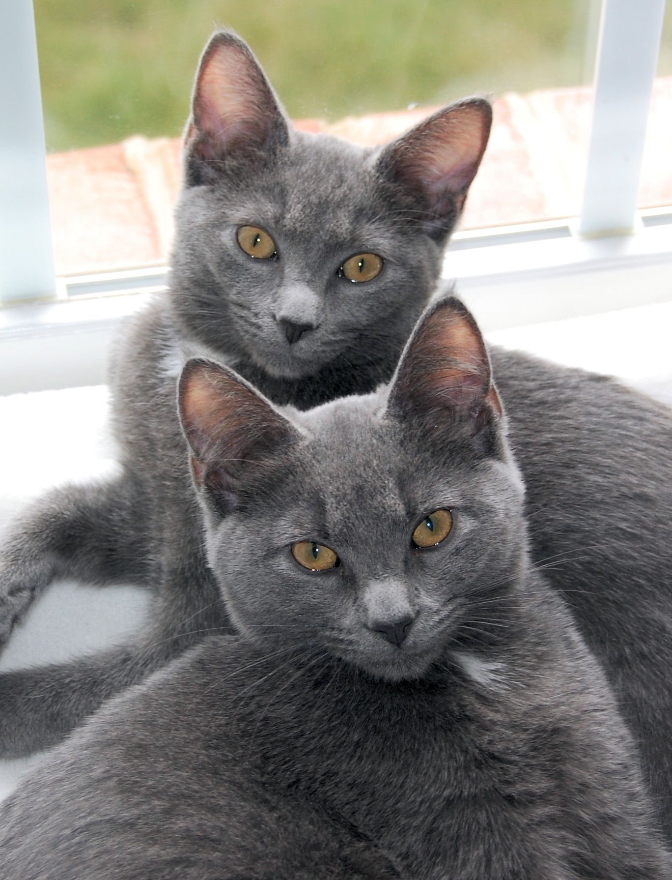 Korat: The Silver Luck-Bringer (image credits: wikimedia)