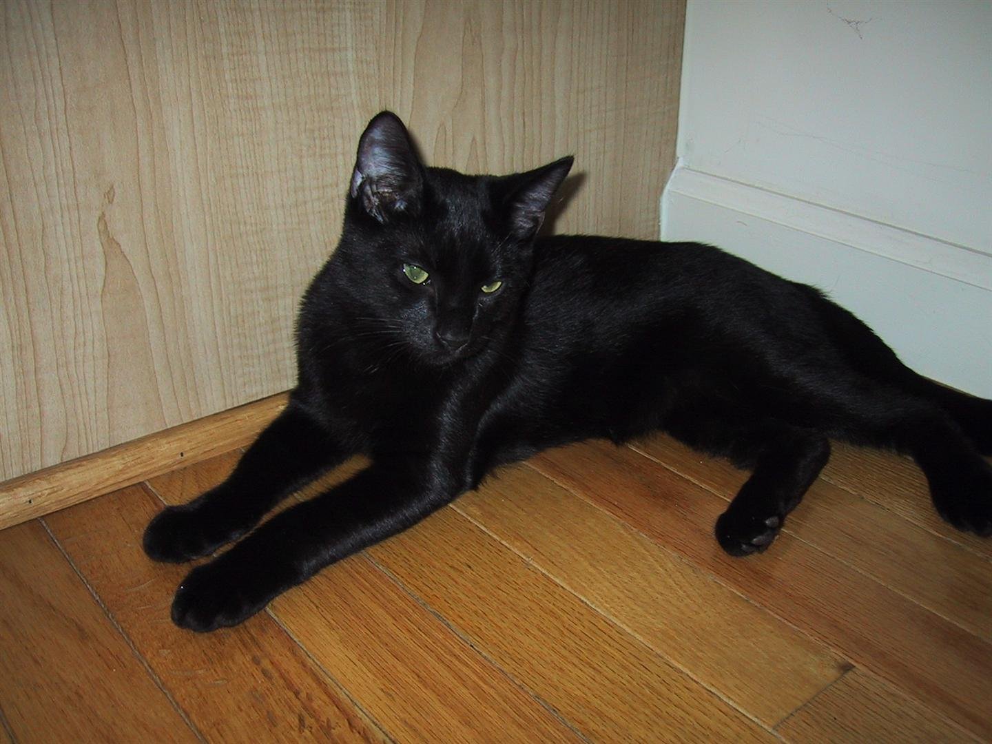Bombay: The Little Panther Prince (image credits: wikimedia)