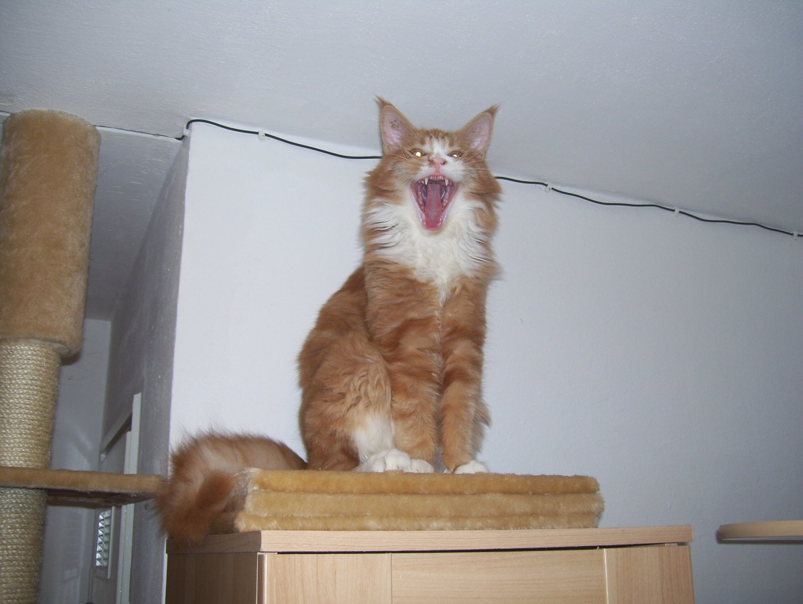 3. Maine Coon: The One-Person Giant (image credits: wikimedia)