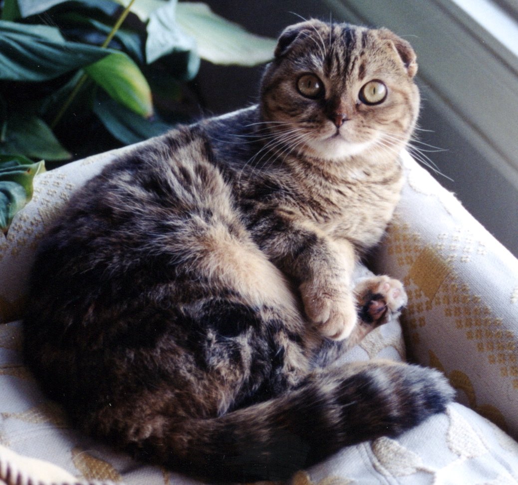 6. Scottish Fold: Sweetheart With a Chosen One (image credits: wikimedia)