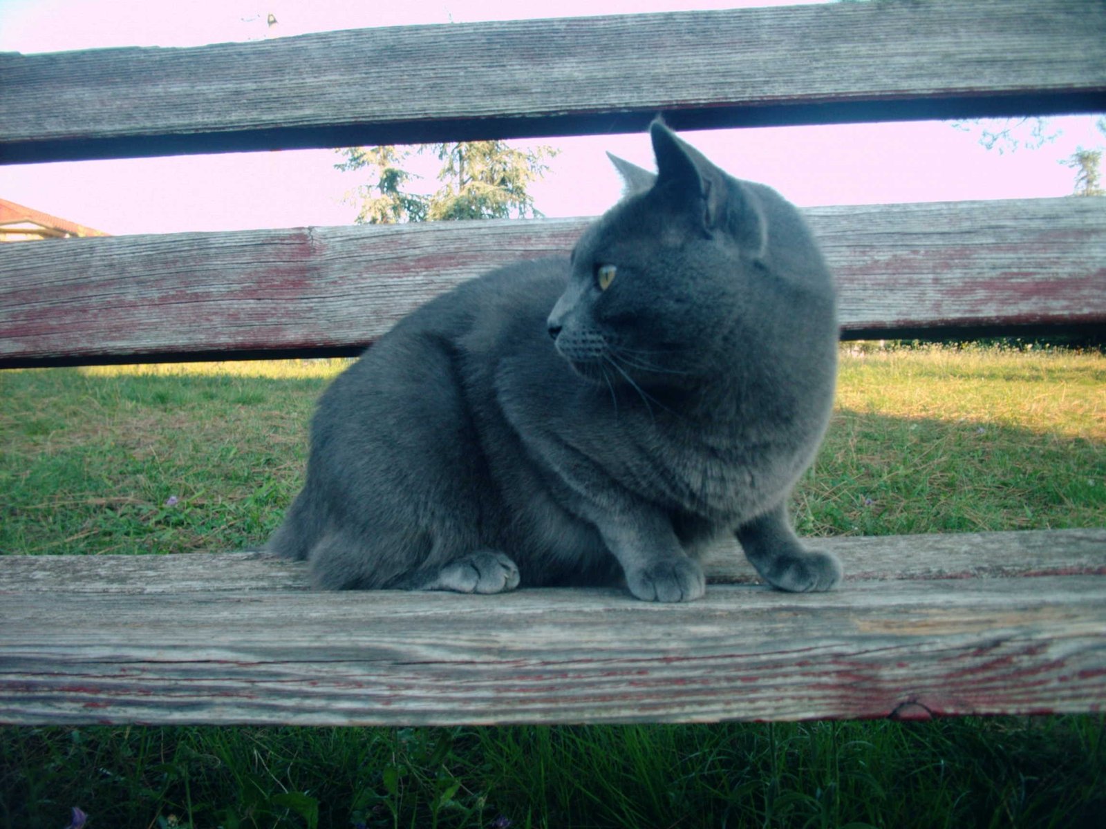 8. Chartreux: The Silent, Steadfast Friend (image credits: wikimedia)