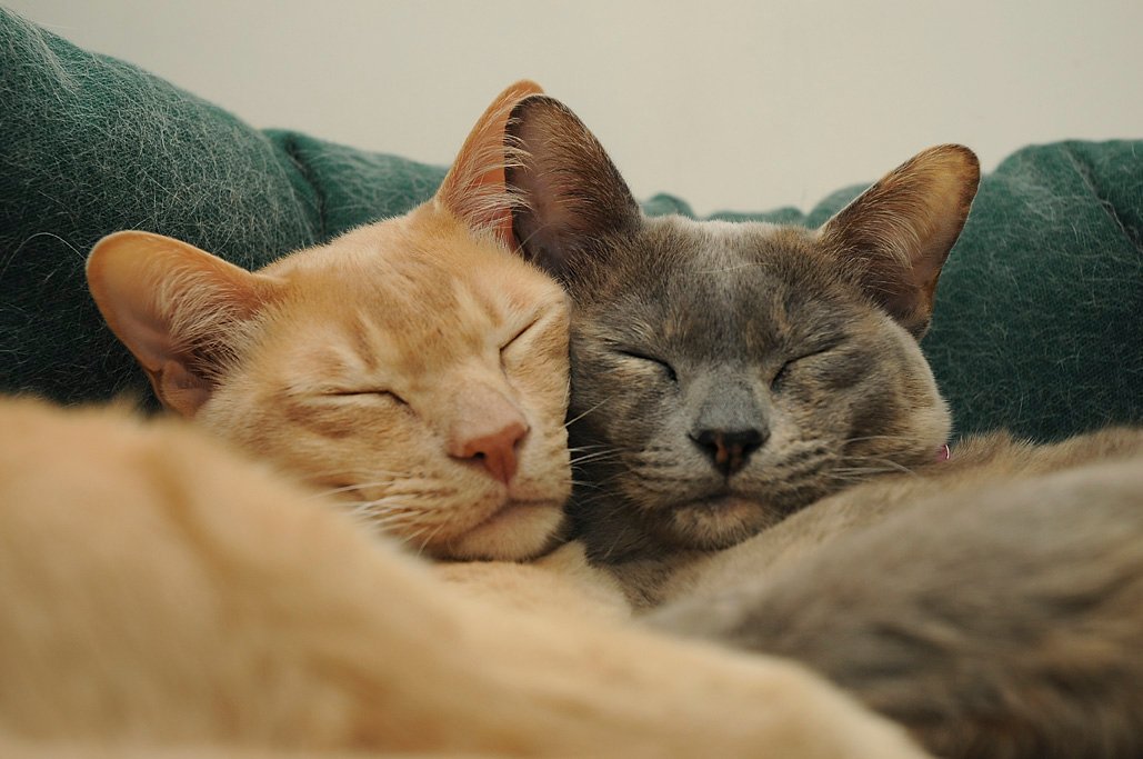 10. Burmese: The Dedicated Lap Warmer (image credits: wikimedia)