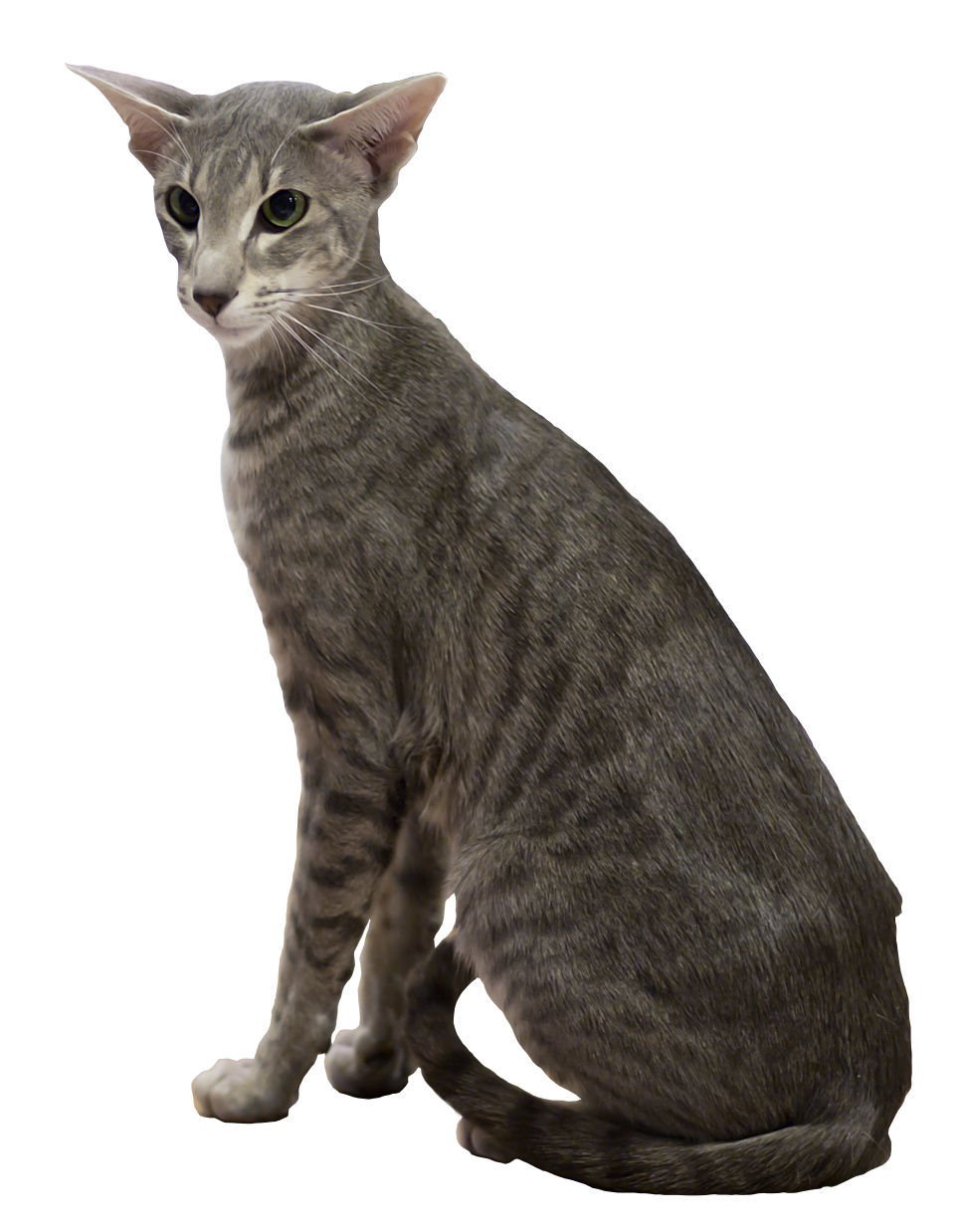 11. Oriental Shorthair: One-Human Orchestra (image credits: wikimedia)