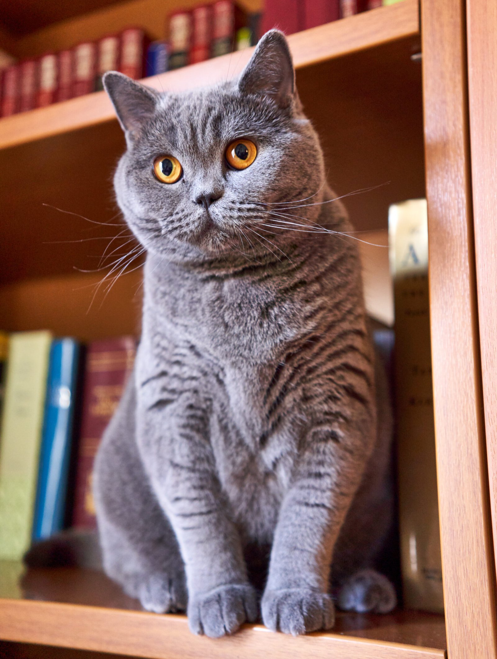 24. British Shorthair: Reserved, Yet Loyal (image credits: wikimedia)
