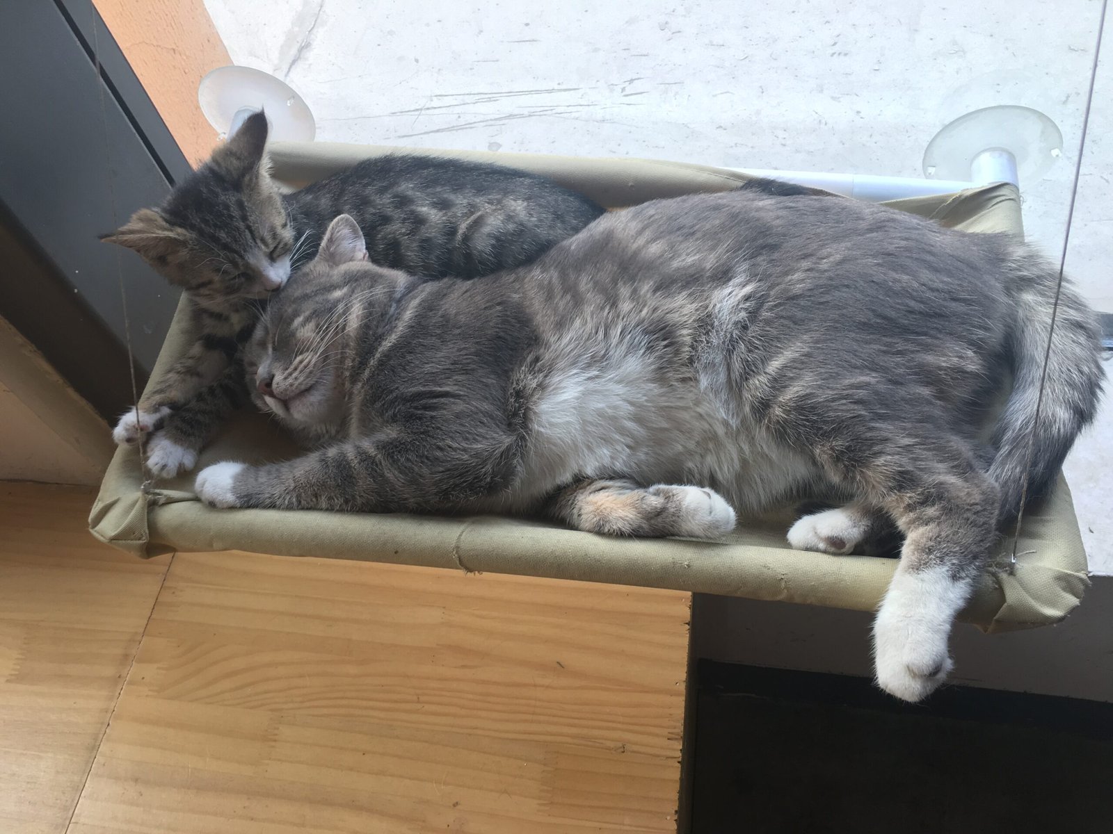 14. Playdates with Feline Friends (If They Like It!) (image credits: wikimedia)