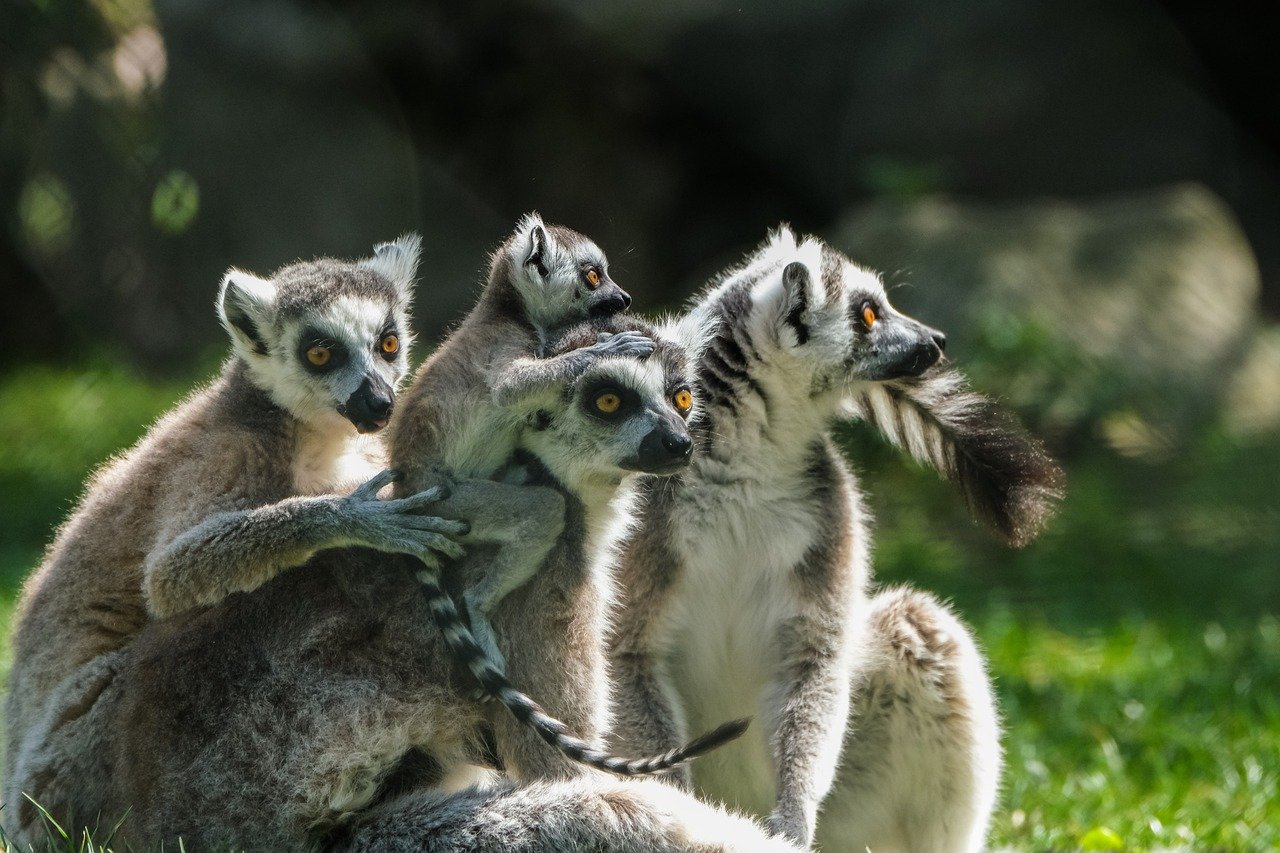 The Social Structure Mystery (image credits: pixabay)